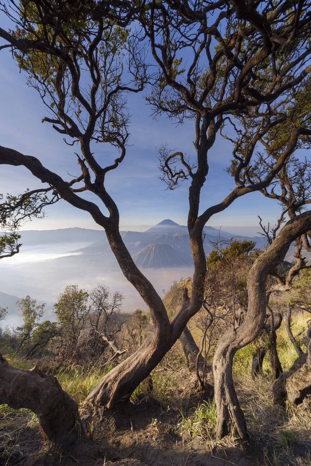 Dancing tree