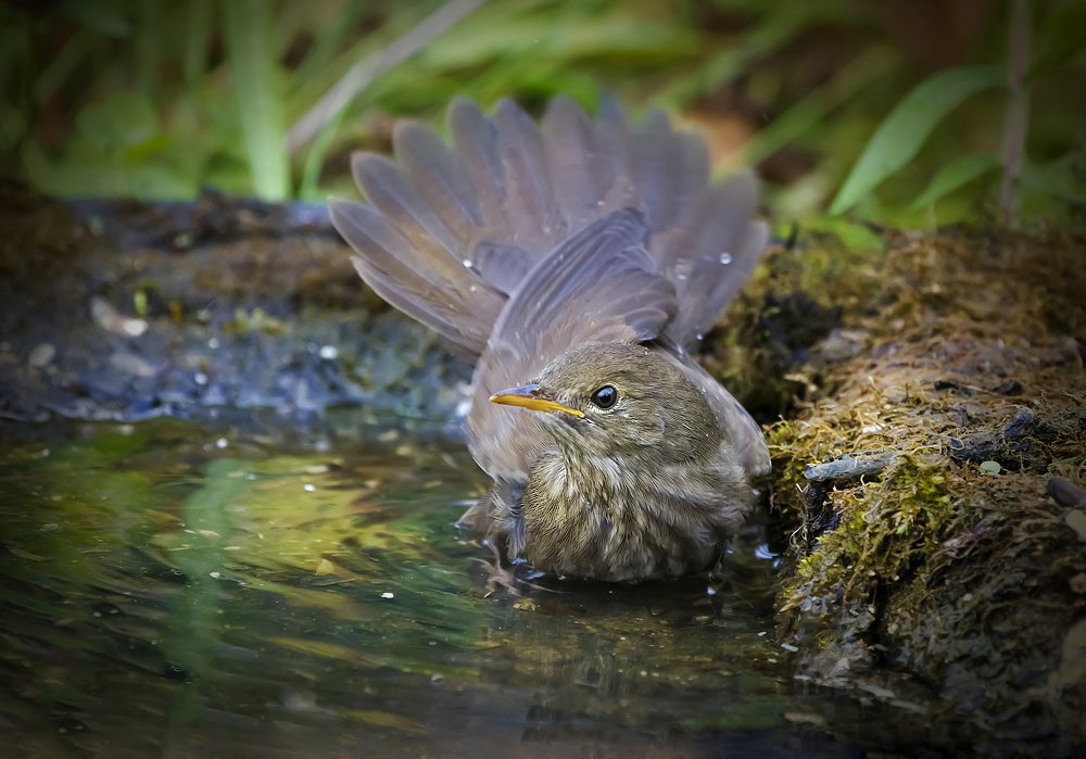 Купание сверчка...