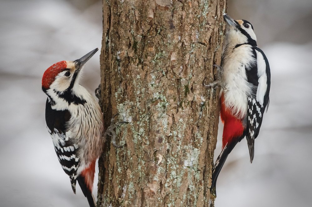 Игра в прятки...