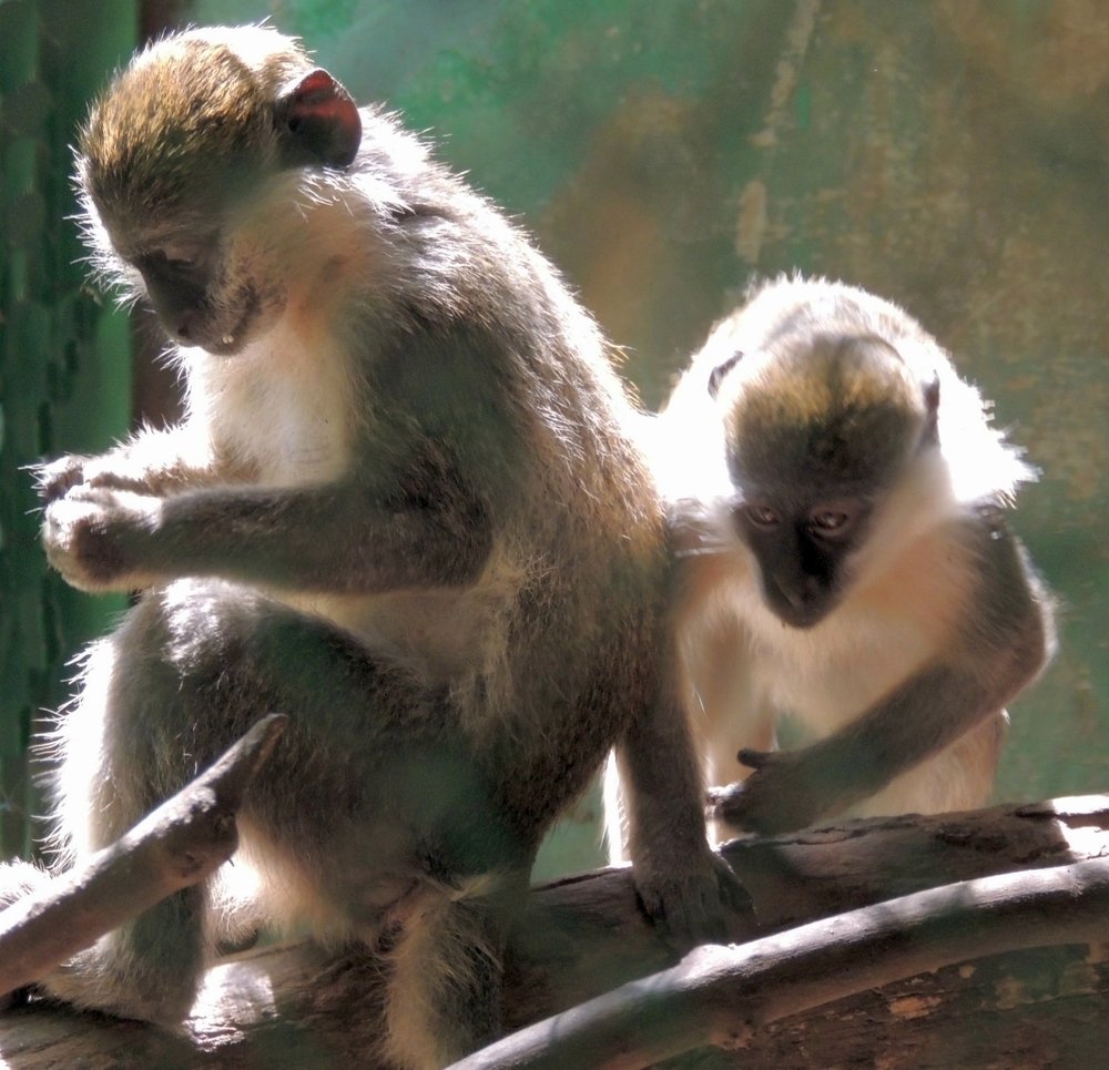 Зеленые мартышки