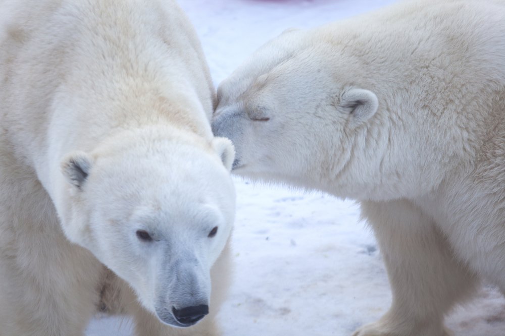 Истинная ЛЮБОВЬ