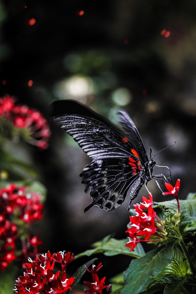 Butterfly Park, Konya, Turkey
