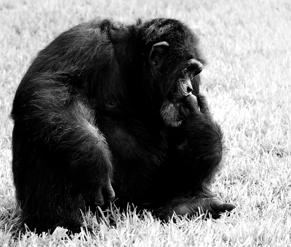 Photograph by Сергей Заболотских