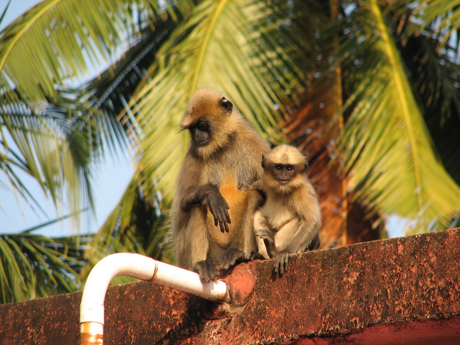 Photo #3975716