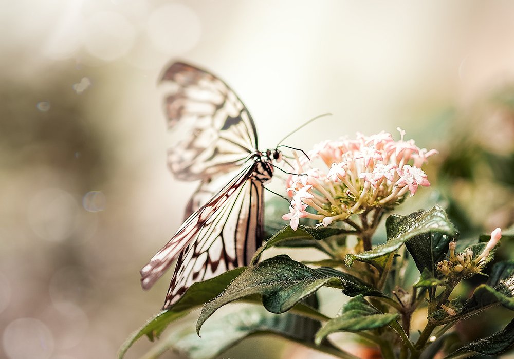 Butterfly Park, Konya, Turkey
