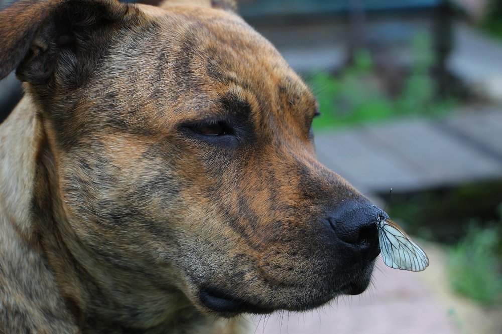 Photograph by Леунина Людмила