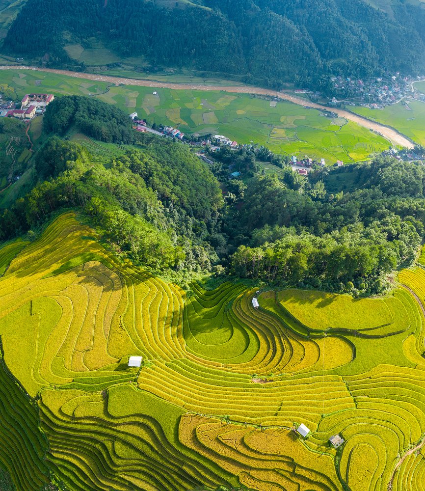 The color of the rice