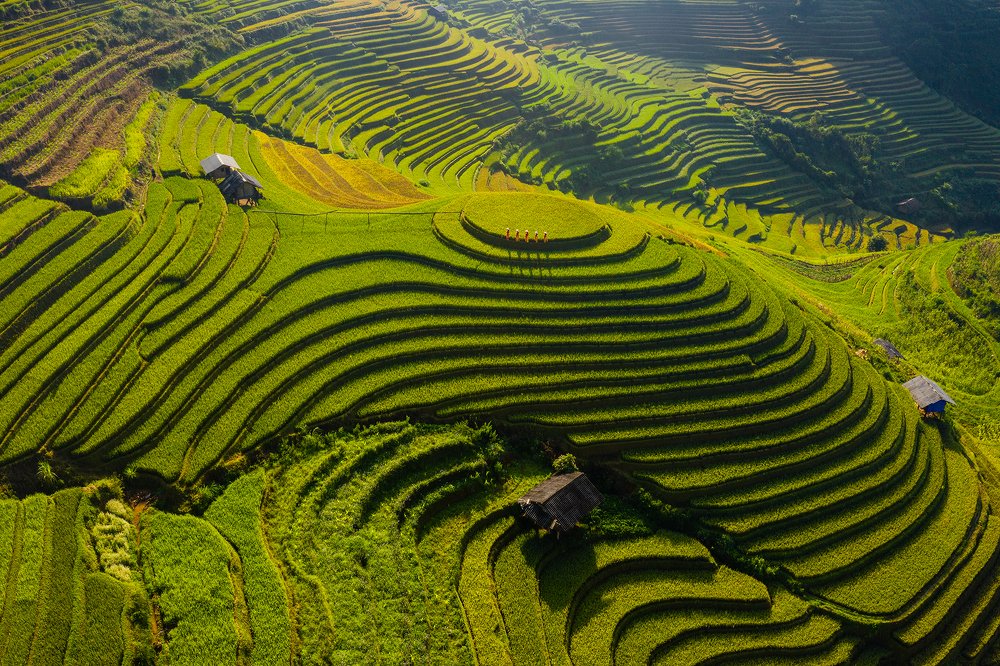 Dawn terraced fields