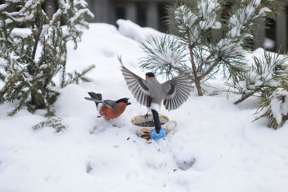 Photograph by Леунина Людмила