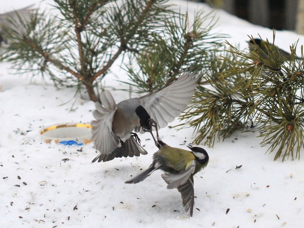 Photograph by Леунина Людмила