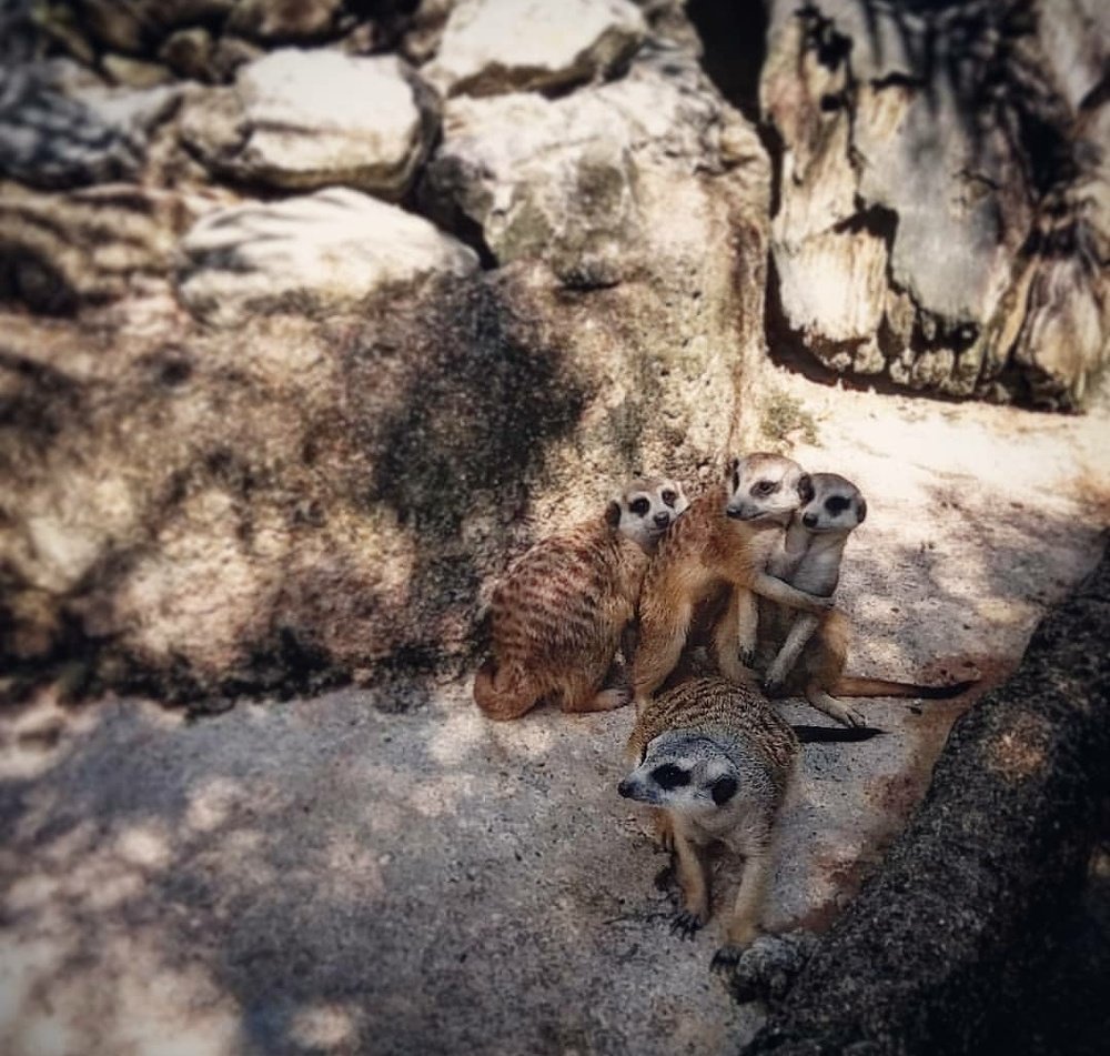 Человечность