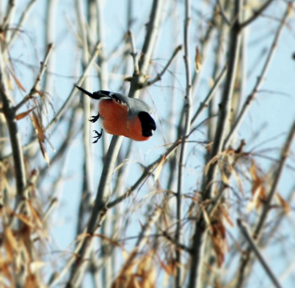 Полет снегиря