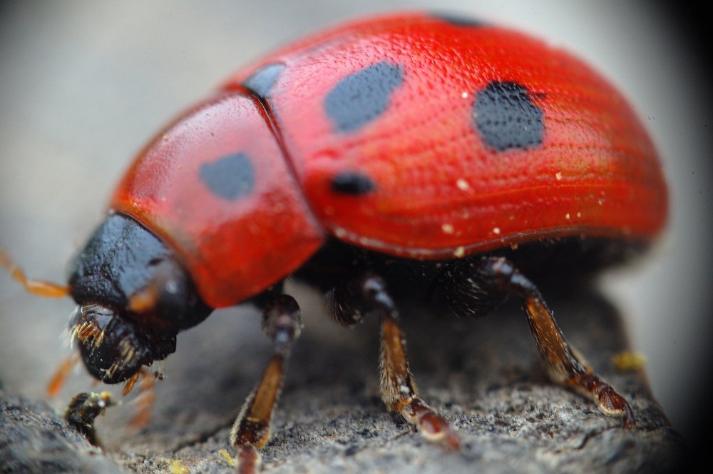 Фотография автора Teglaş Marin