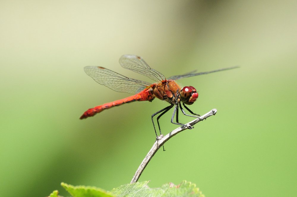 Фотография автора Teglaş Marin