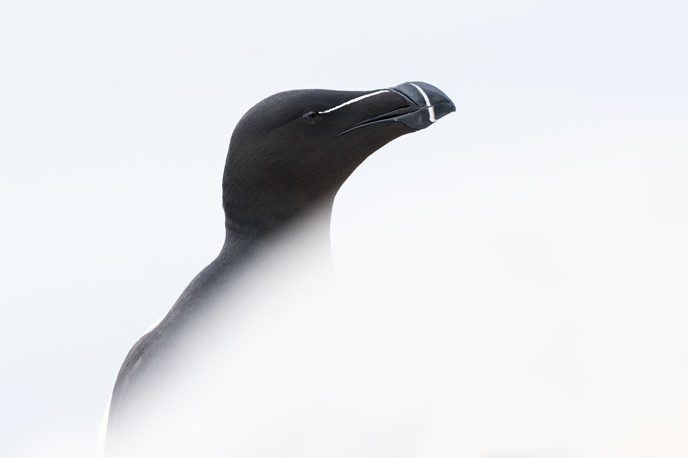 Photograph by Оксана Быстрицкая