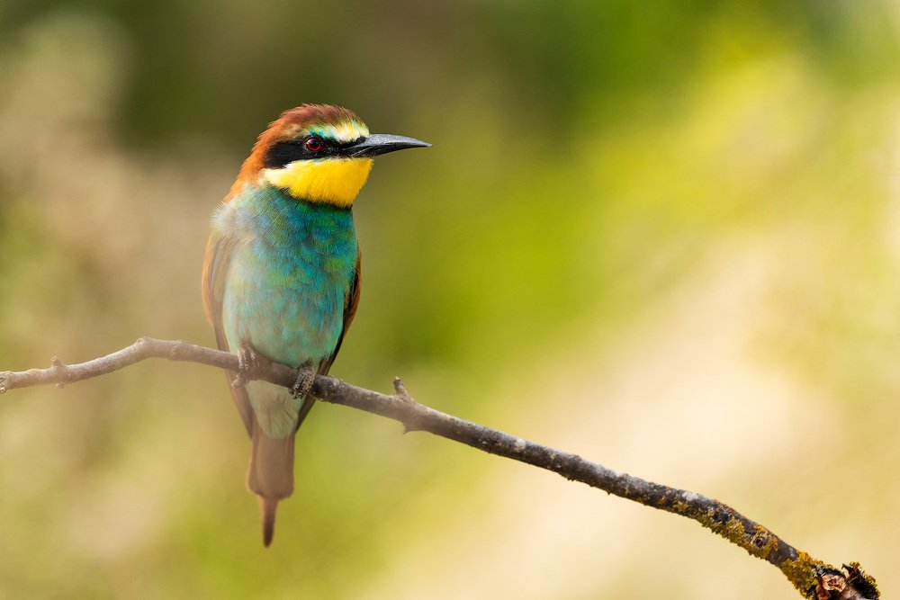 Photograph by Оксана Быстрицкая