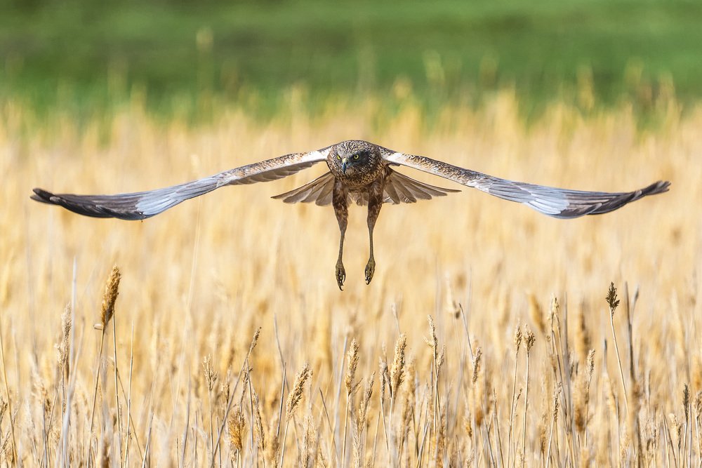 Photograph by Оксана Быстрицкая