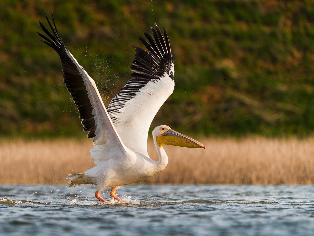 Photograph by Оксана Быстрицкая