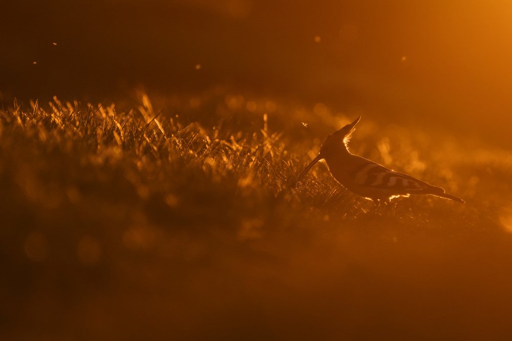 Photograph by Оксана Быстрицкая