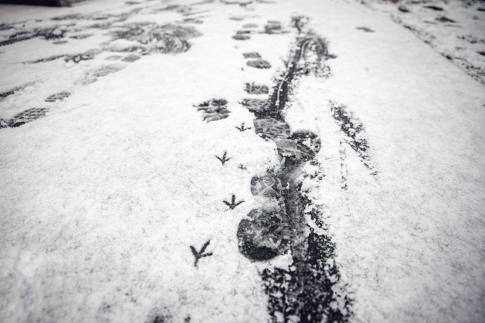 Photograph by Елена Цырюк