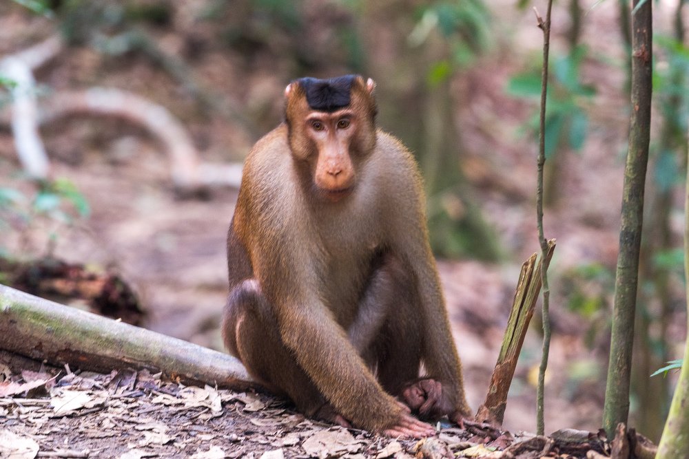 Photograph by Satish N