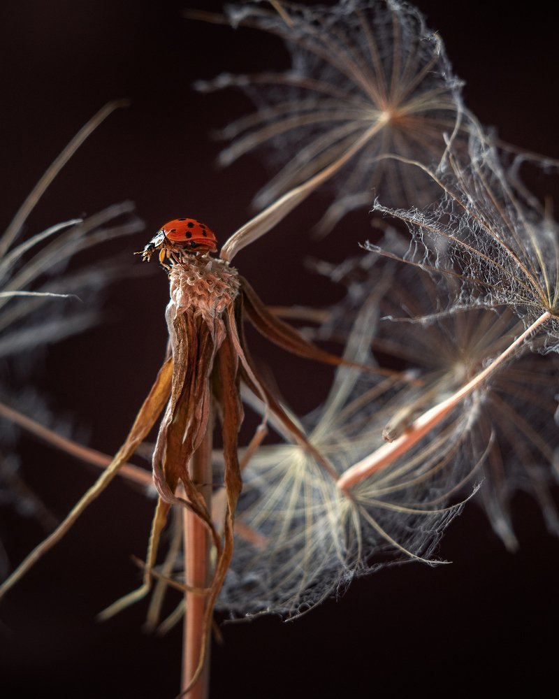 Photograph by Julia Bright