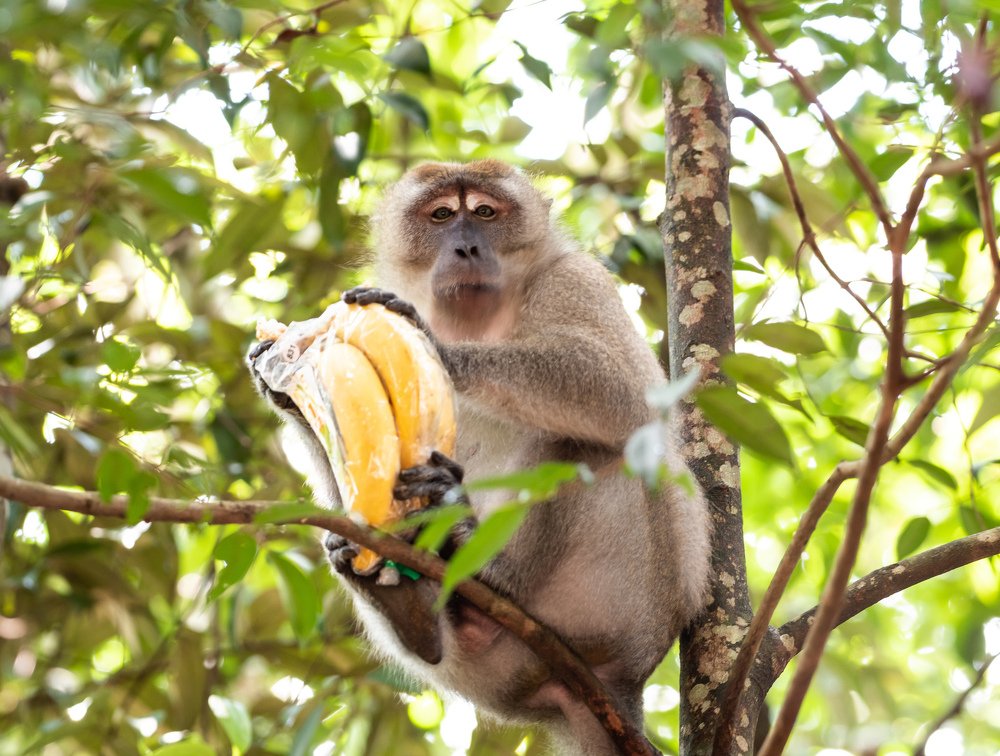 Photograph by Satish N