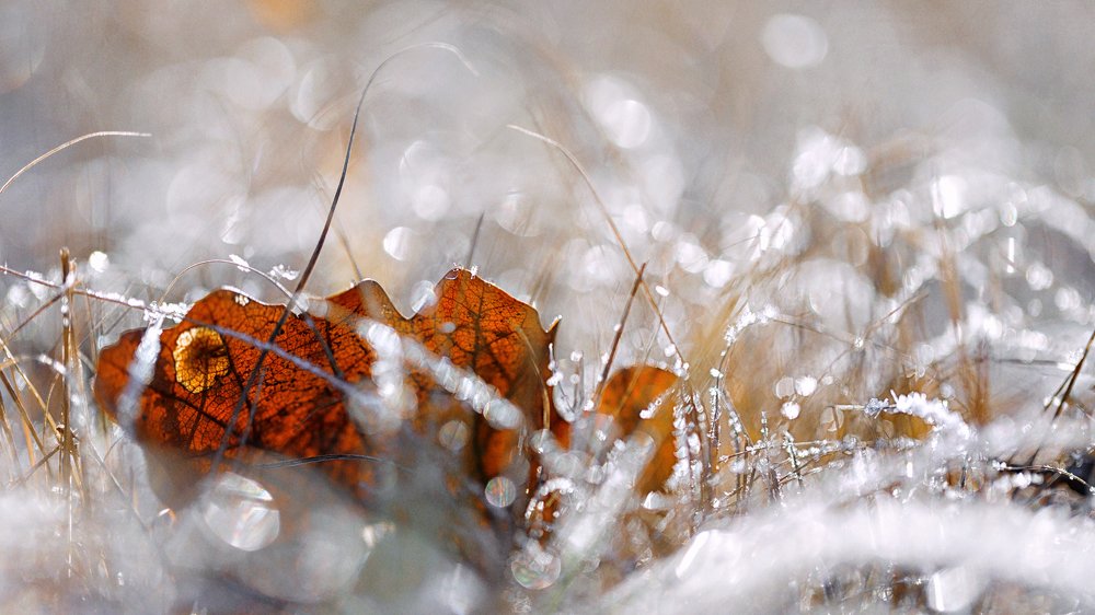 Photograph by Элина Кравец