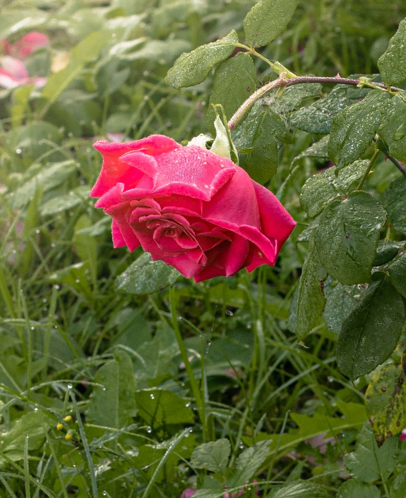 Photograph by Елена Кулакова