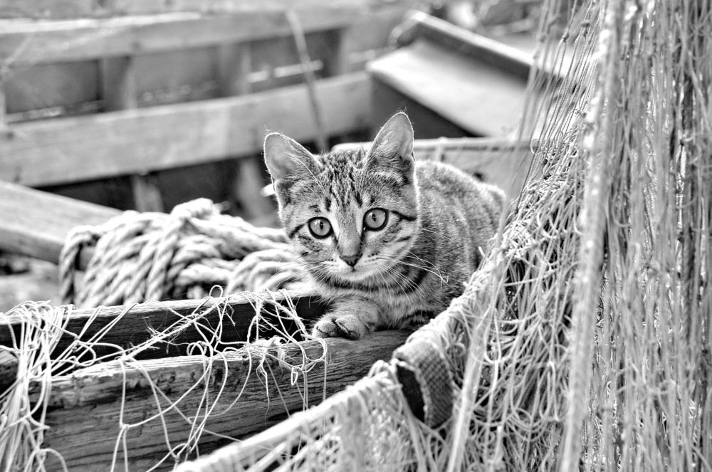 Photograph by Татьяна Вишнякова