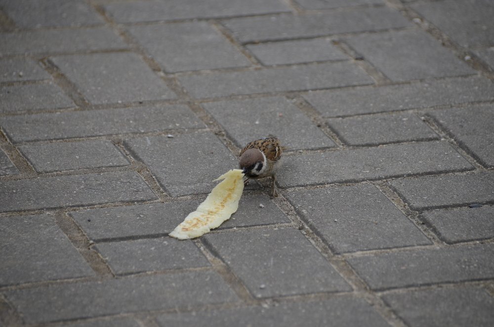 Photograph by Николай Соколовский