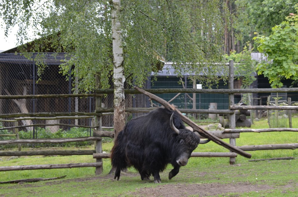 Photograph by Николай Соколовский