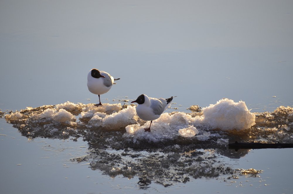 Photograph by Николай Соколовский