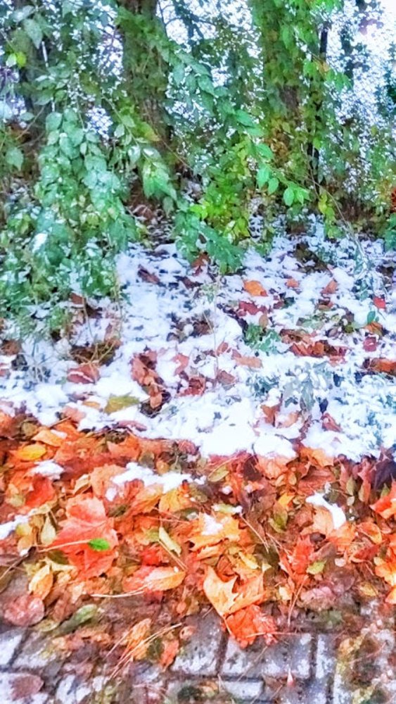 Начало зимы