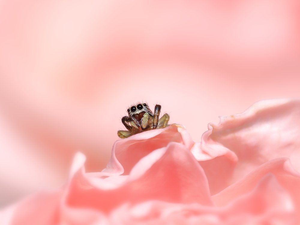 Фотография автора Dolli Pogrebnaya