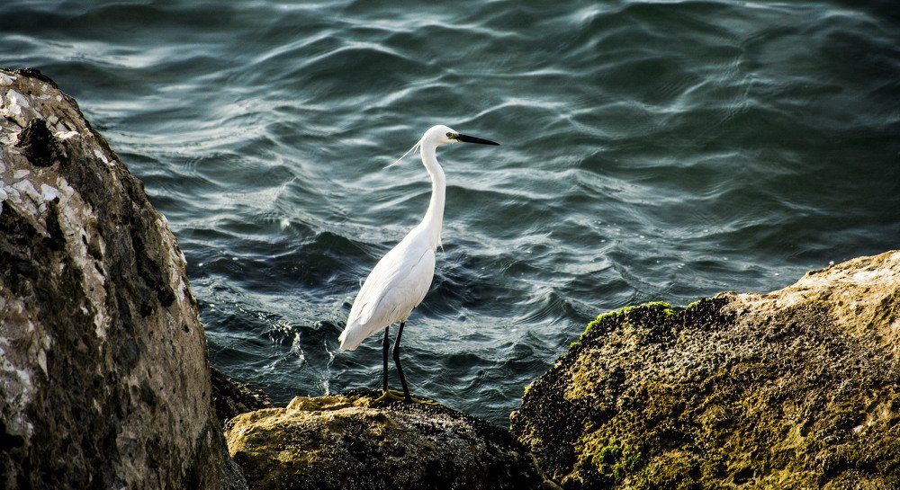 Photograph by islam elsayed eldaramlly