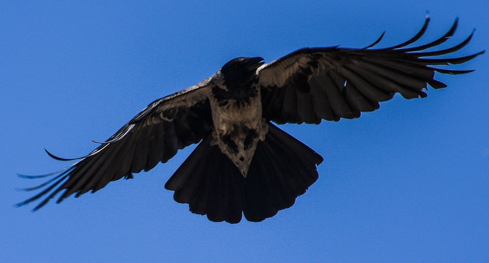 Photograph by islam elsayed eldaramlly