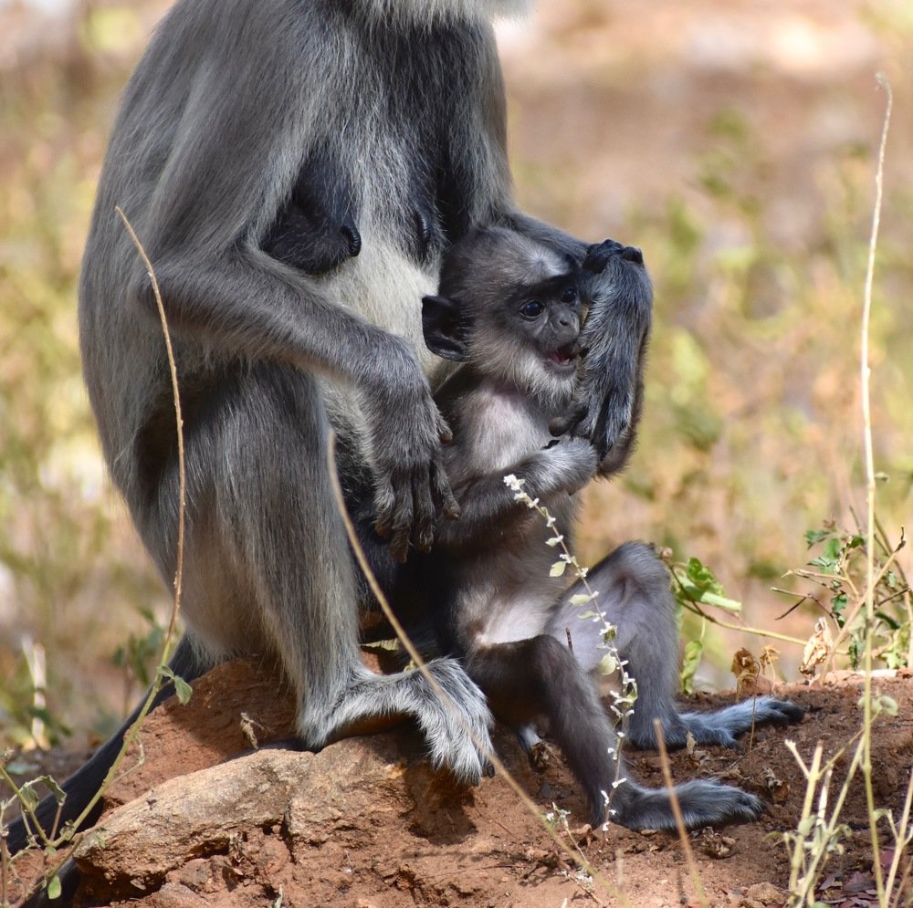 Photograph by Dileepa Weejakoon