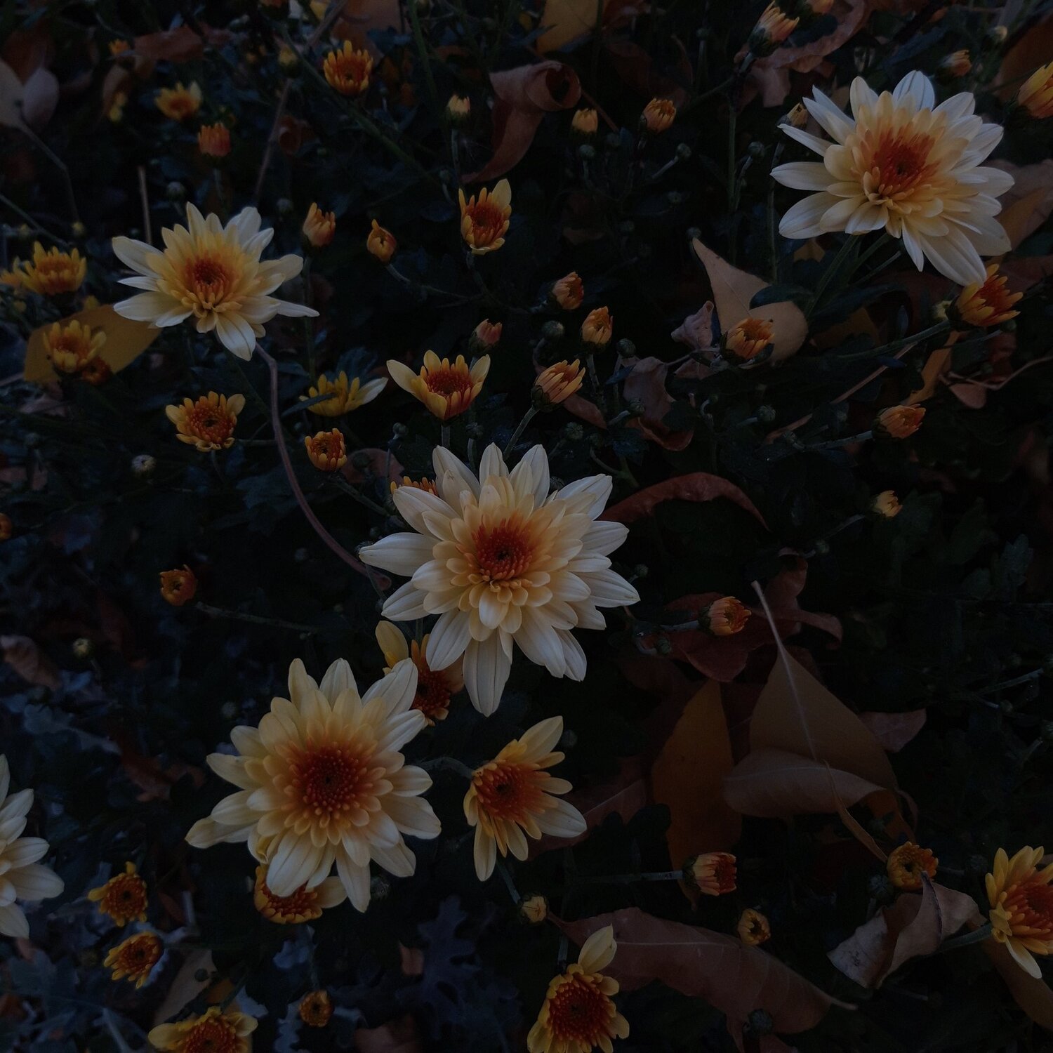 Photo #3978439