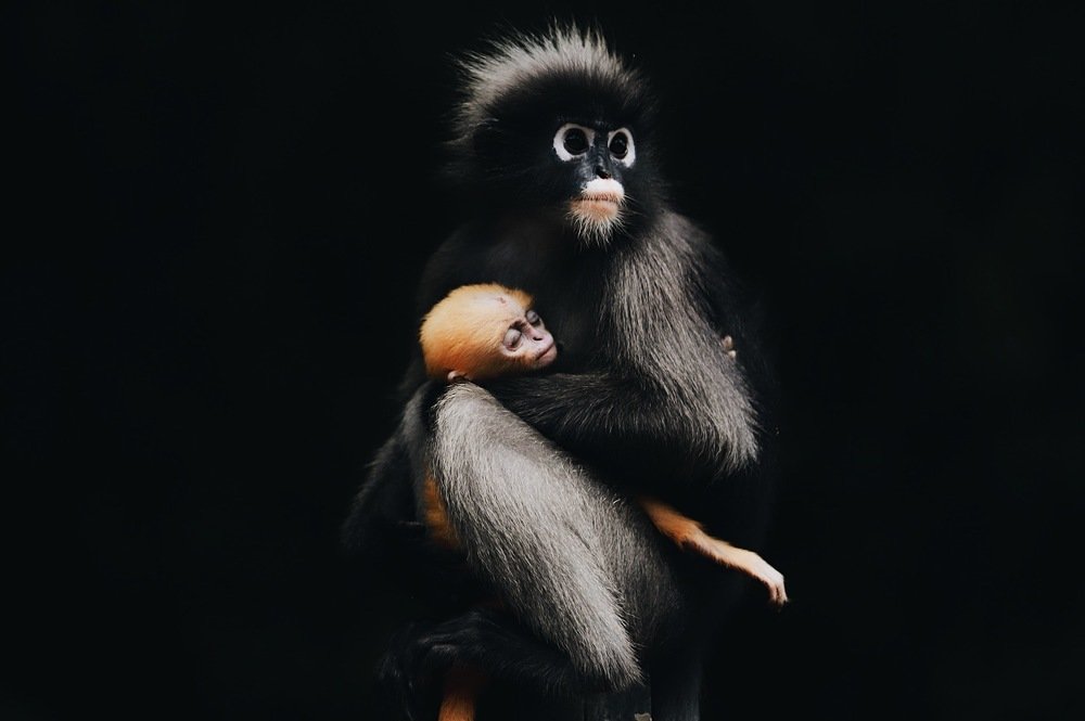 Photograph by Krid Karnsomdee