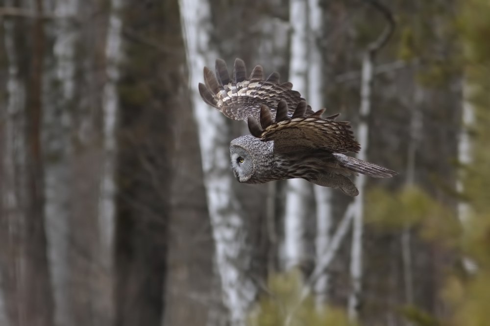 Photograph by Алексей