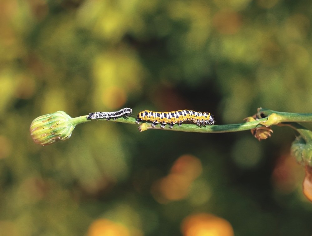 Photograph by Алиса Грюнвальд