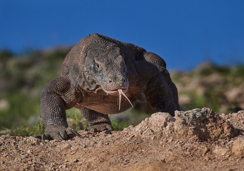 Комодский дракон
