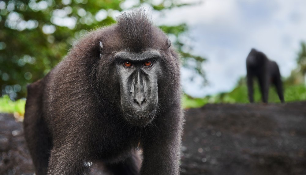 Планета обезьян