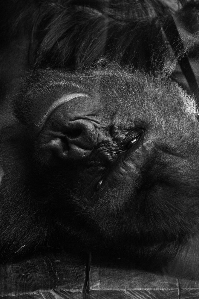 Photograph by Денис Полтораднев