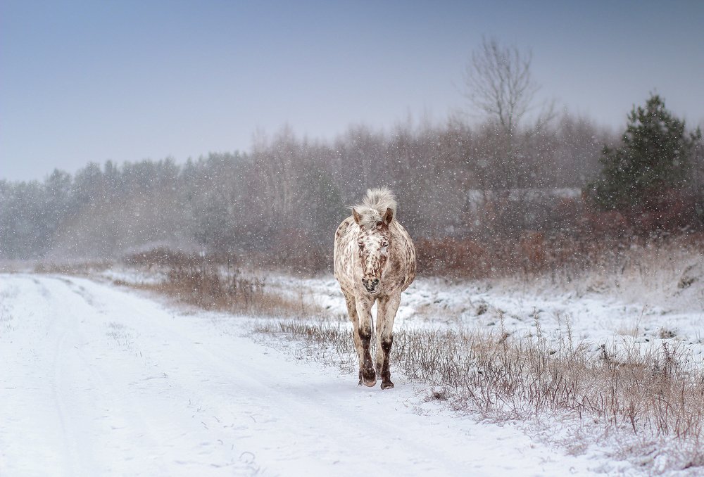 Photograph by Галина Щурова