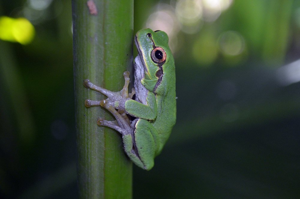 Waiting for some food.