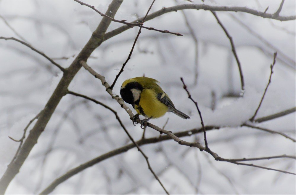 Белые сны синицы...