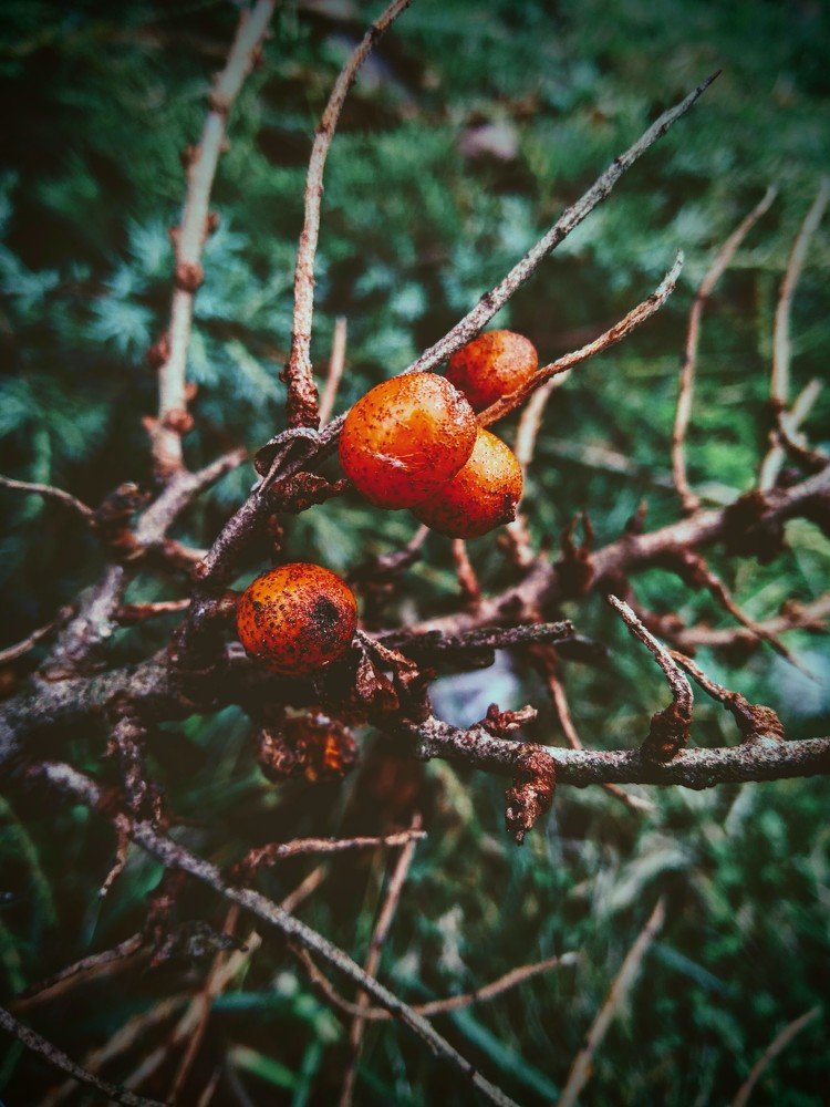 Фотография автора Виктор Конев