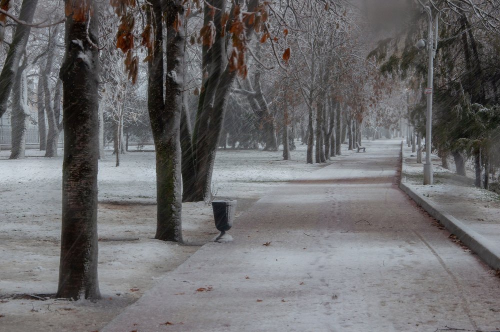 Snow Storm In The Park